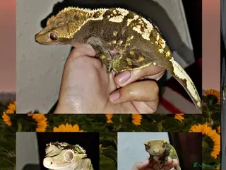 Gecko reptiles Crested geckos and Snakes (Read Description) - Advert 18