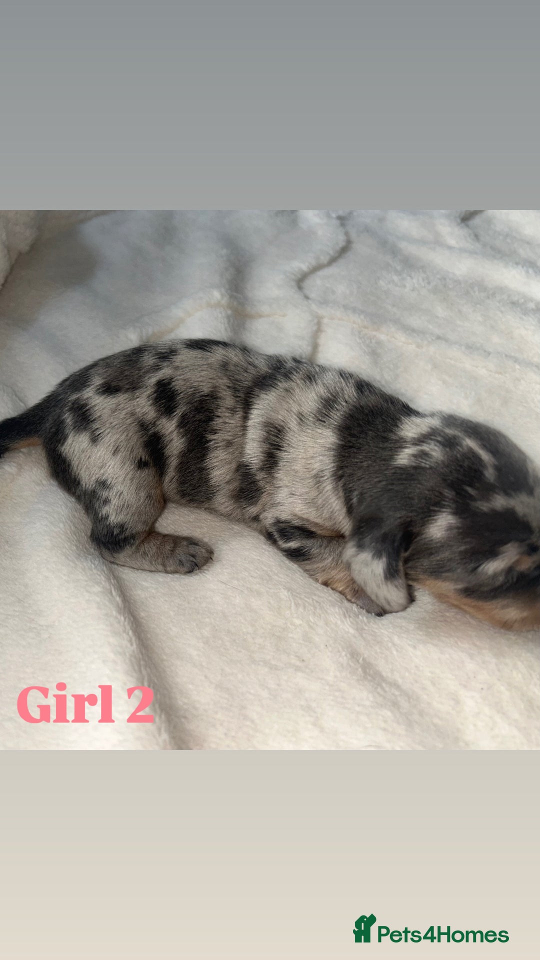 Dachshund dogs for sale: 🐾 Purebred Dachshund Puppies for Sale! 🐾 - Advert 21