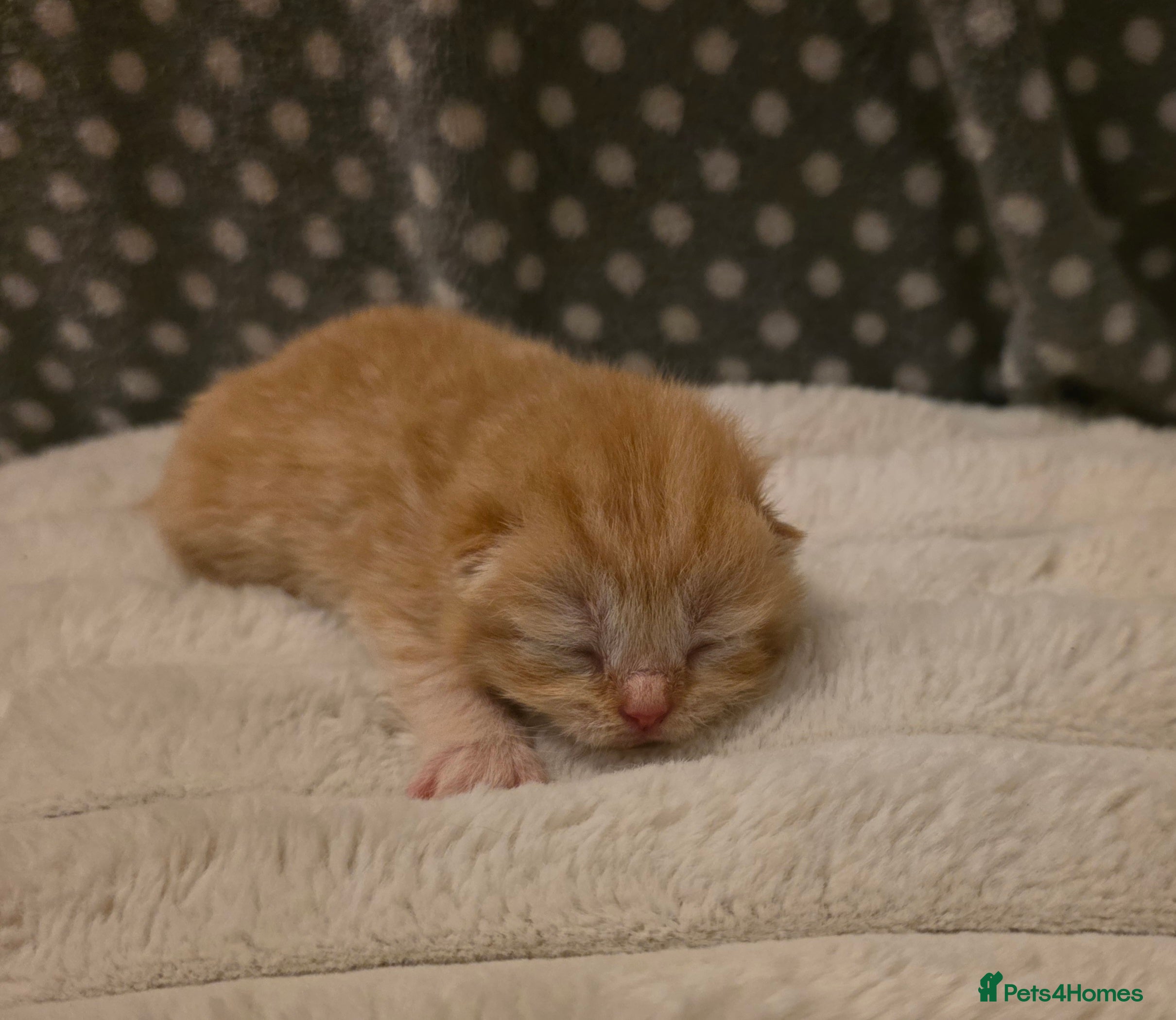 British Shorthair cats Beautiful unusual Pure British shorthair kittens - Advert 1