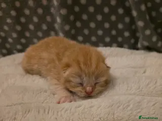 British Shorthair cats Beautiful unusual Pure British shorthair kittens - Advert 1