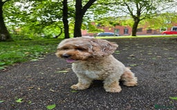 Cavapoo dogs for sale: Amazing Cavapoo Coffee - Advert 4