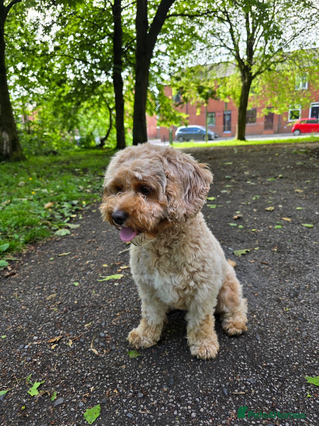 Cavapoo dogs for sale: Amazing Cavapoo Coffee - Advert 4