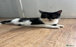 Mixed Breed cats for sale: 🚨Gorgeous babies for sale🚨 - Image 5