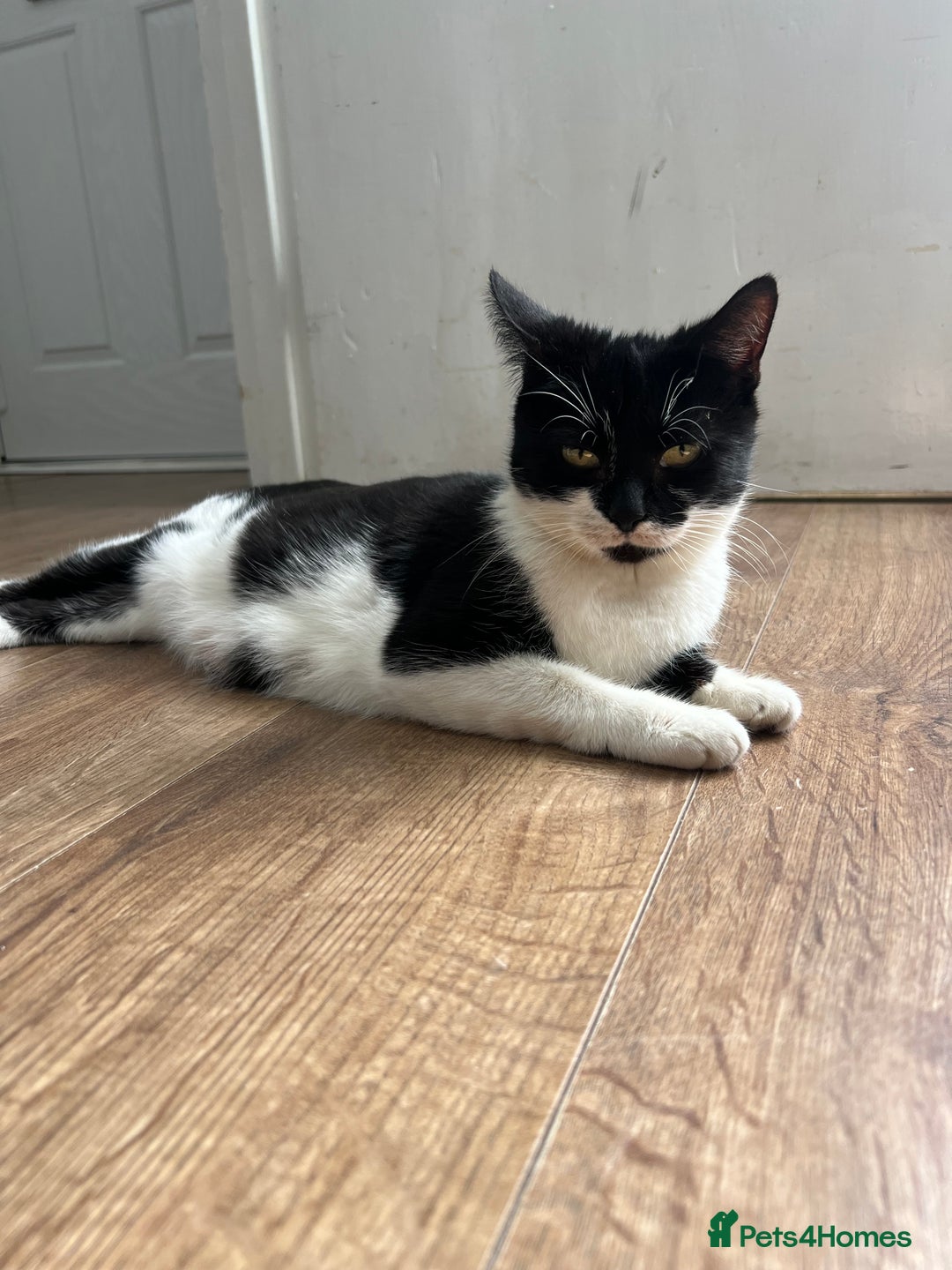 Mixed Breed cats for sale: 🚨Gorgeous babies for sale🚨 - Image 5