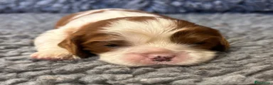 Cavalier King Charles Spaniel 1