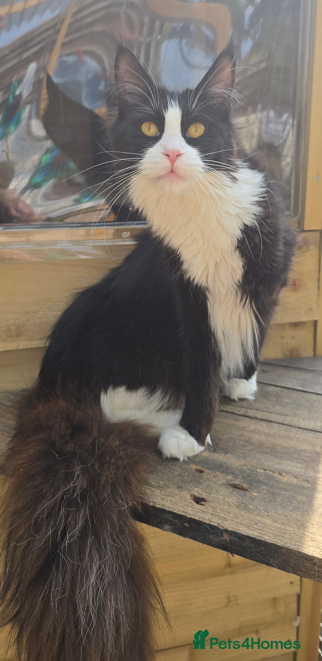 Maine Coon cats for sale: Stunning Active Adult Female Black Bicolor - Advert 13