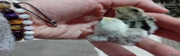 Quail poultry for sale: Snowflake Bobwhite Quail Chicks - Advert 3