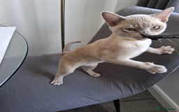 Burmese cats for sale: Registered burmese kittens available.  - Image 7