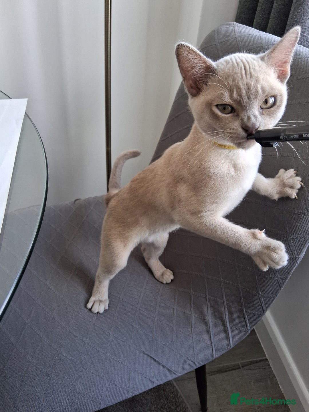 Burmese cats for sale: Registered burmese kittens available.  - Image 7