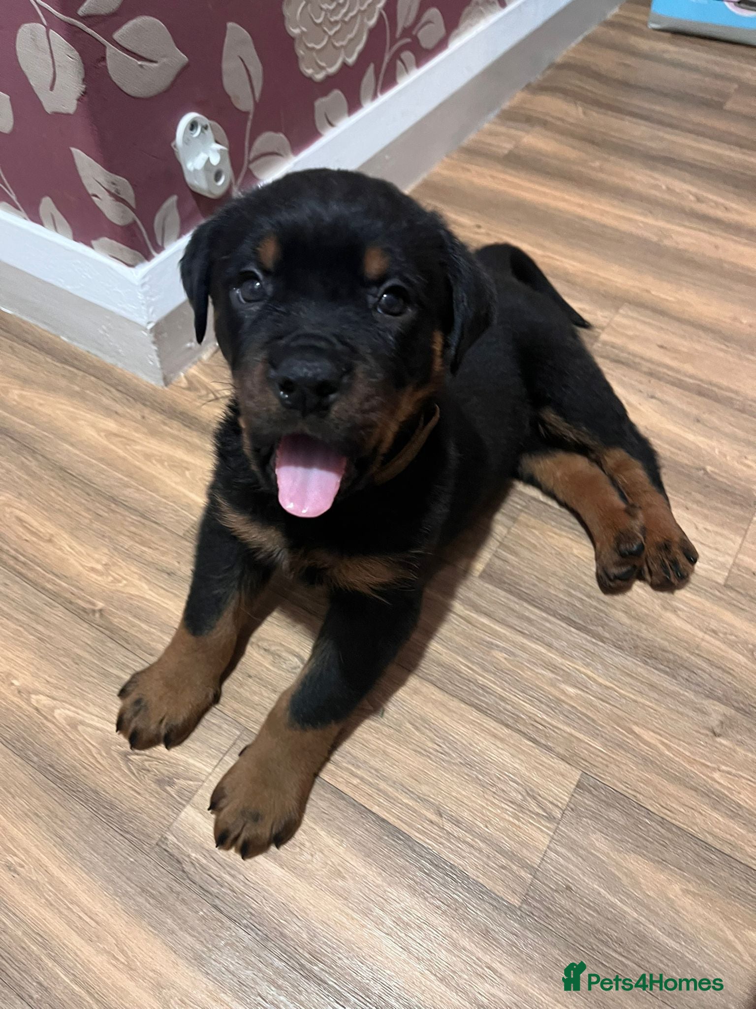 Rottweiler dogs Rottweiler pup - Advert 14