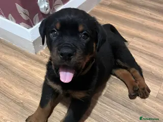 Rottweiler dogs Rottweiler pup - Advert 14