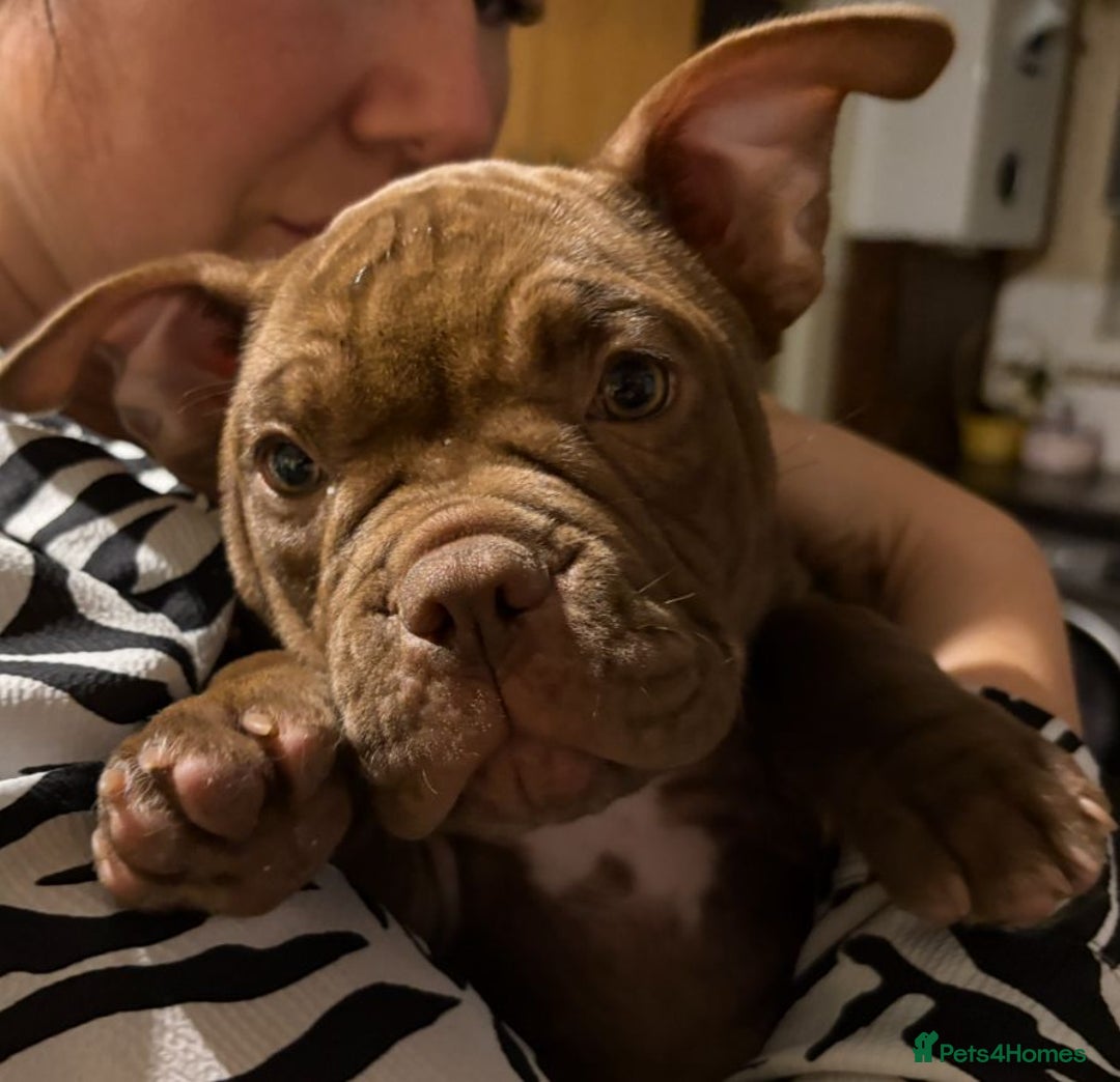 American Bully dogs for sale: American Micro Bully. Ready to go.  - Image 6