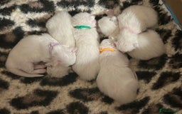 Ragdoll cats for sale: Stunning TICA reg Flame/Cream Boy - Image 20