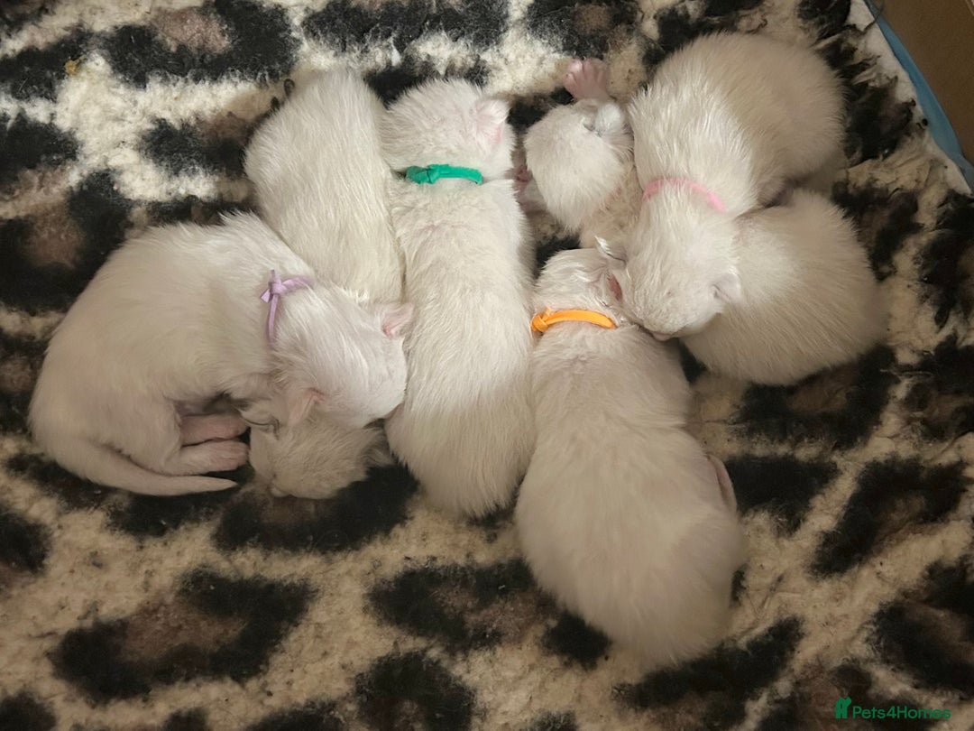 Ragdoll cats for sale: Stunning TICA reg Flame/Cream Boy - Image 20
