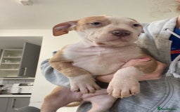 Mixed Breed dogs for sale: Blue staff cross mastiff - Advert 3