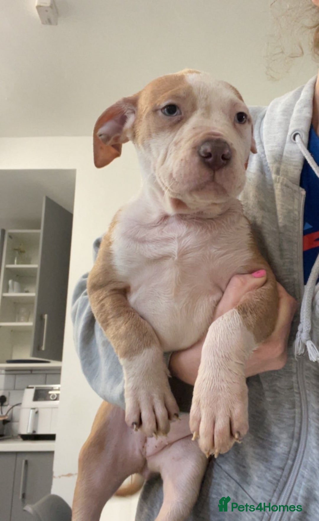 Mixed Breed dogs for sale: Blue staff cross mastiff - Advert 3