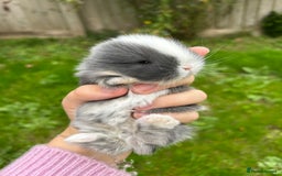 Mini Lop rabbits for sale: 3 beautiful mini lop rabbits for sale  - Image 5