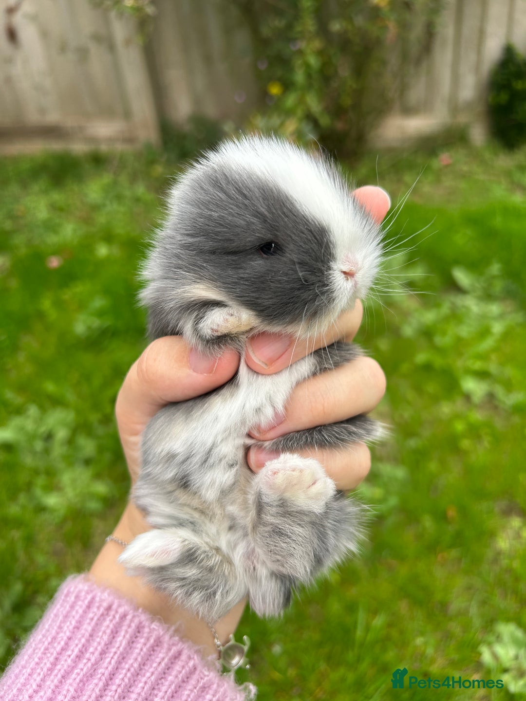 Mini Lop rabbits for sale: 3 beautiful mini lop rabbits for sale  - Image 5