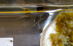 Frog reptiles for sale: For Sale – Amazon Milk Frogs (Proven Breeders) 🐸 - Image 3