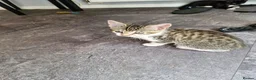 Mixed Breed cats for sale: Bengal cross kittens  in Paignton - Advert 5
