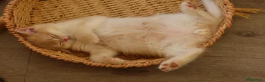 British Shorthair male
