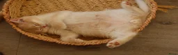 British Shorthair cats for sale: Ready Now Stunning Golden Girl British Shorthair - Advert 3