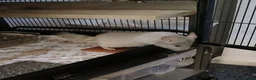 Chinchilla rodents for sale: 2 male chinchilla  - Advert 4