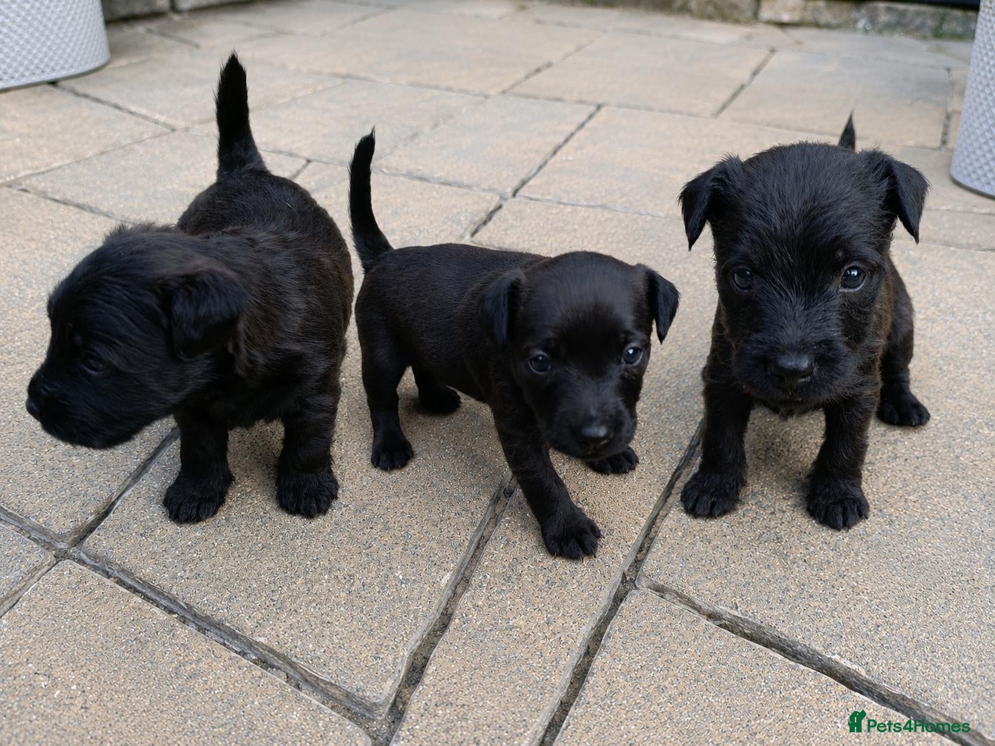 Patterdale Terrier dogs for sale: 3 stunning patterdales ready for new homes - Advert 1