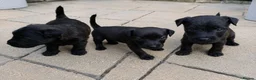 Patterdale Terrier dogs for sale: 3 stunning patterdales ready for new homes - Advert 1