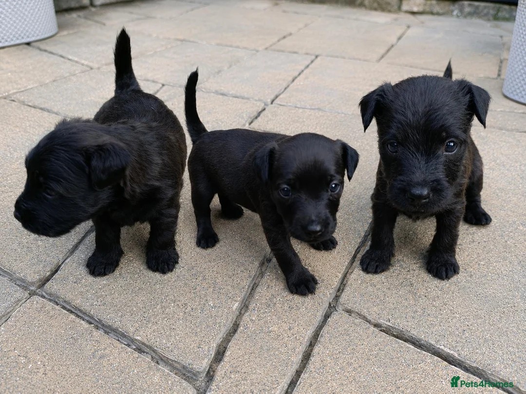 Patterdale Terrier dogs for sale: 3 stunning patterdales ready for new homes - Advert 1
