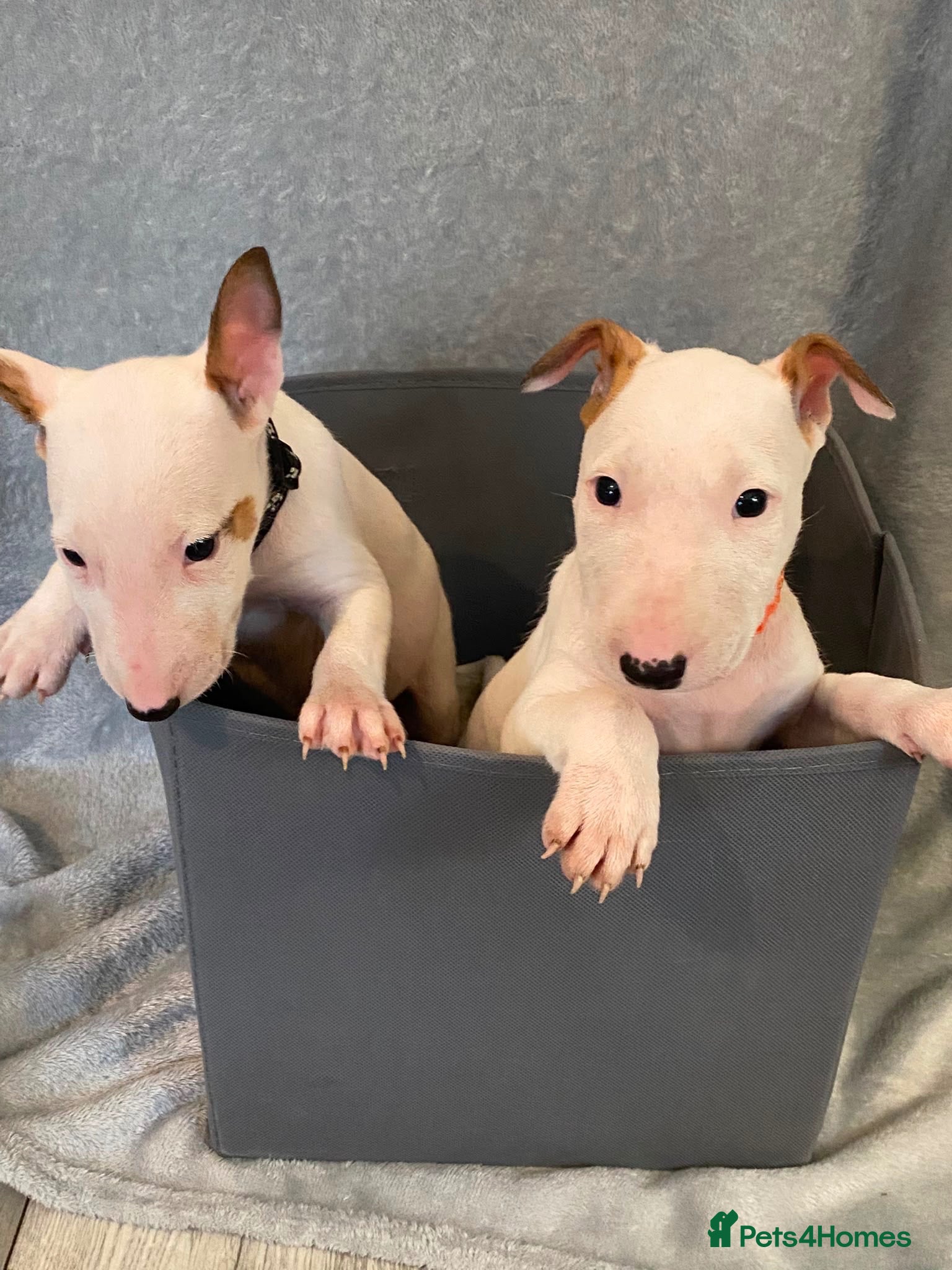 English Bull Terrier dogs 🐾✨ LAST 2 GIRLS READY TO GO NOW ✨🐾 - Advert 12