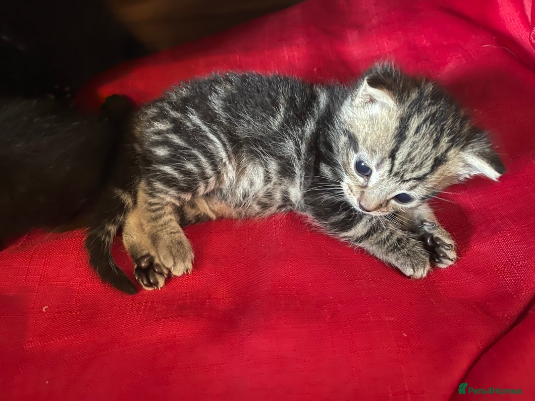 Mixed Breed cats for sale: Kittens x 4  - Image 1