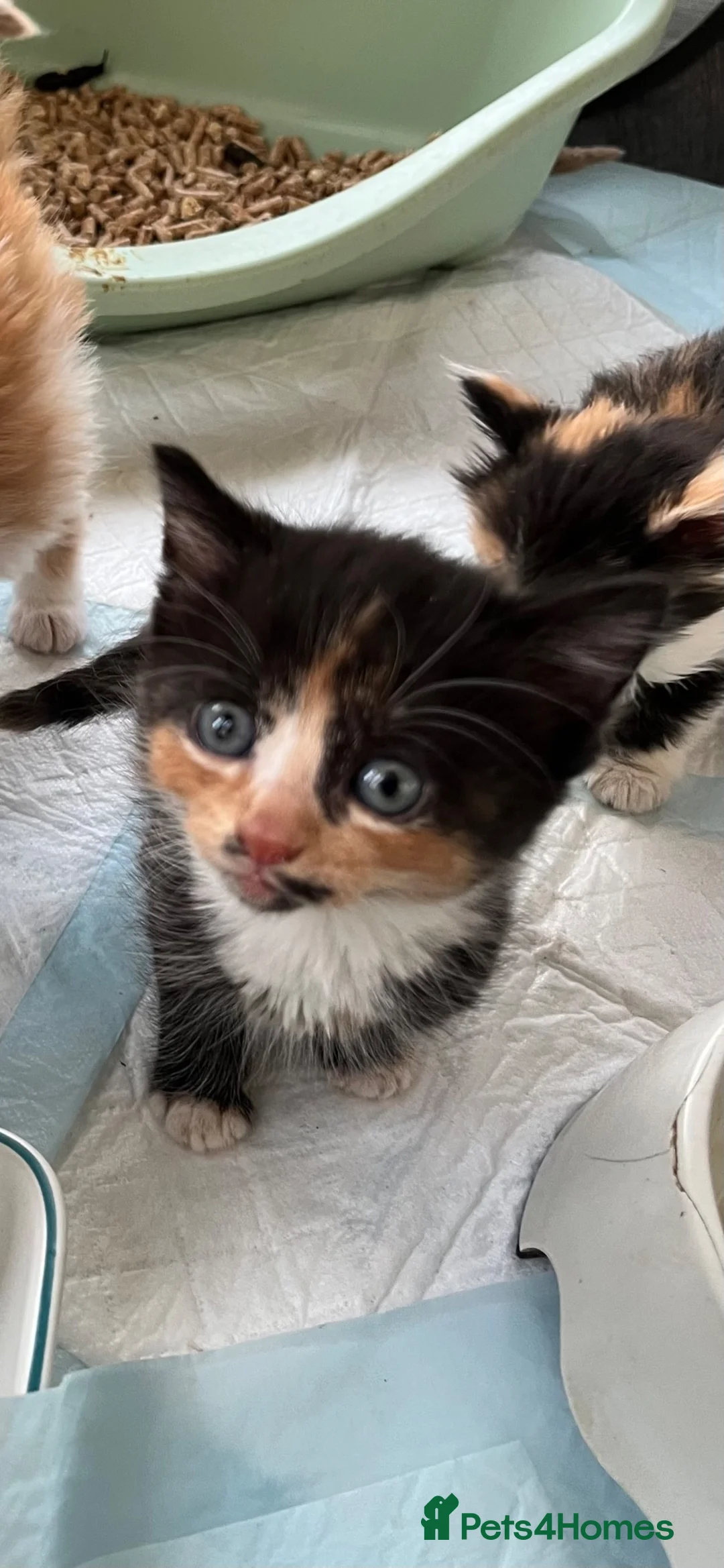 Mixed Breed cats for sale: Stunning female tortoiseshell long/mid hairkittens - Advert 2
