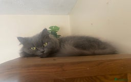 Ragdoll cats for sale: Hello my name is Chloe 💕 - Image 2