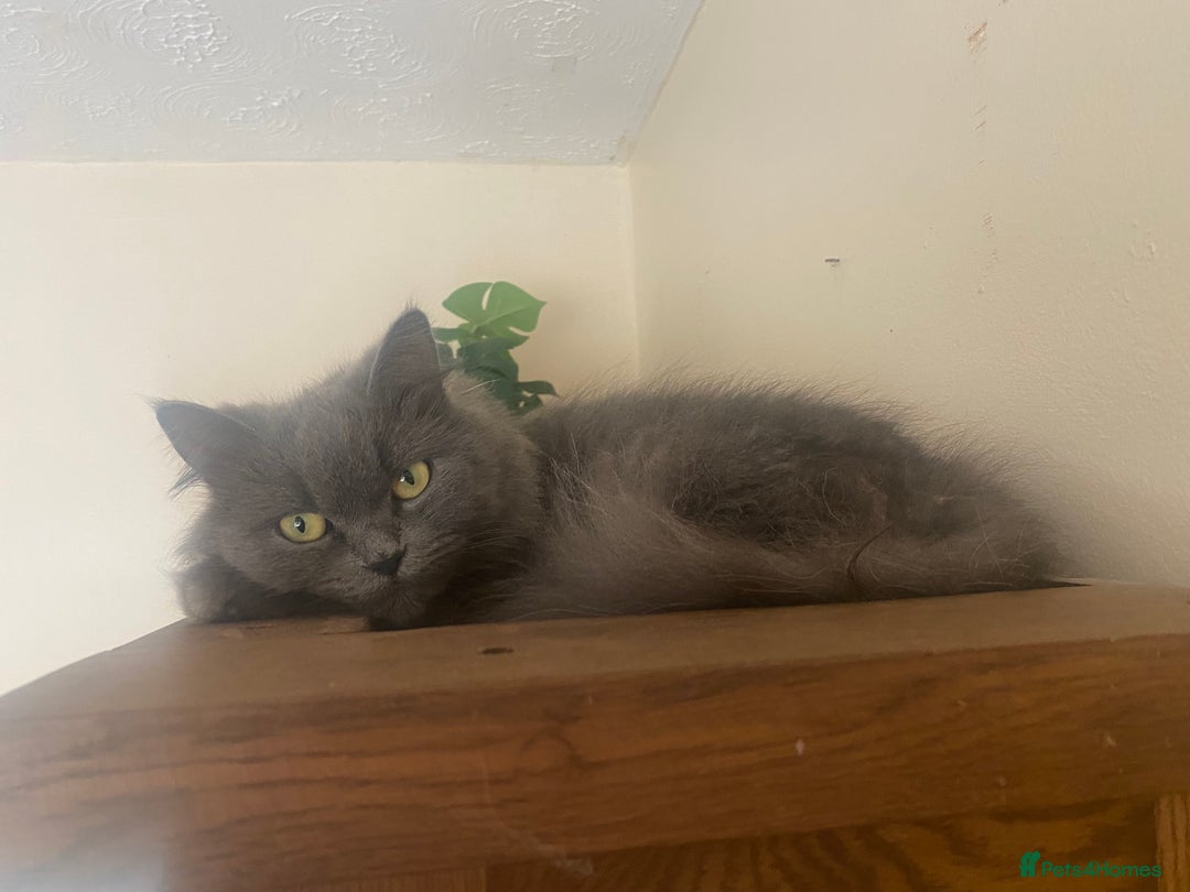 Ragdoll cats for sale: Hello my name is Chloe 💕 - Image 2