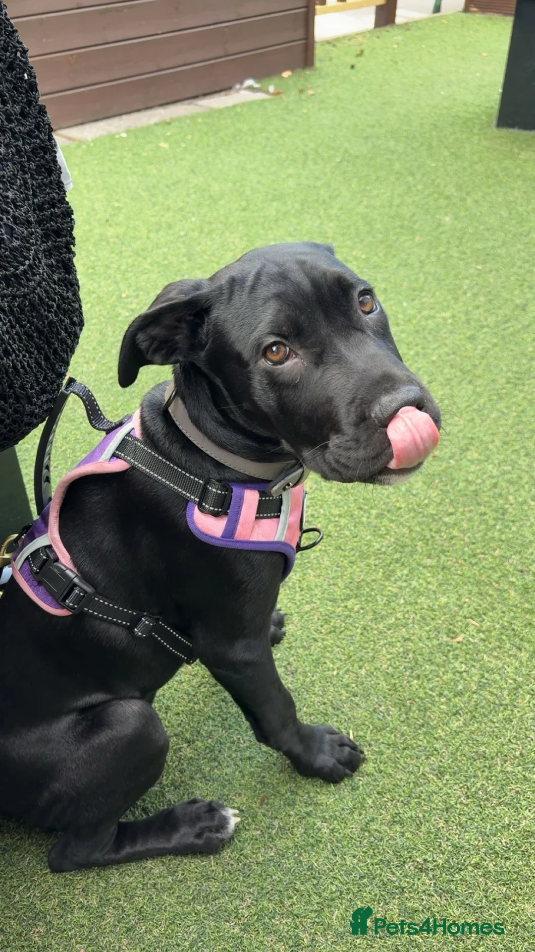 Mixed Breed dogs for sale: 1 year old cane corso x in Selby - Advert 2