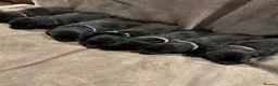 Springador dogs for sale: Springador pups - Advert 9