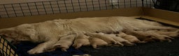 Golden Retriever dogs for sale: Golden Retriever puppies for sale- KC Devontriever - Advert 4