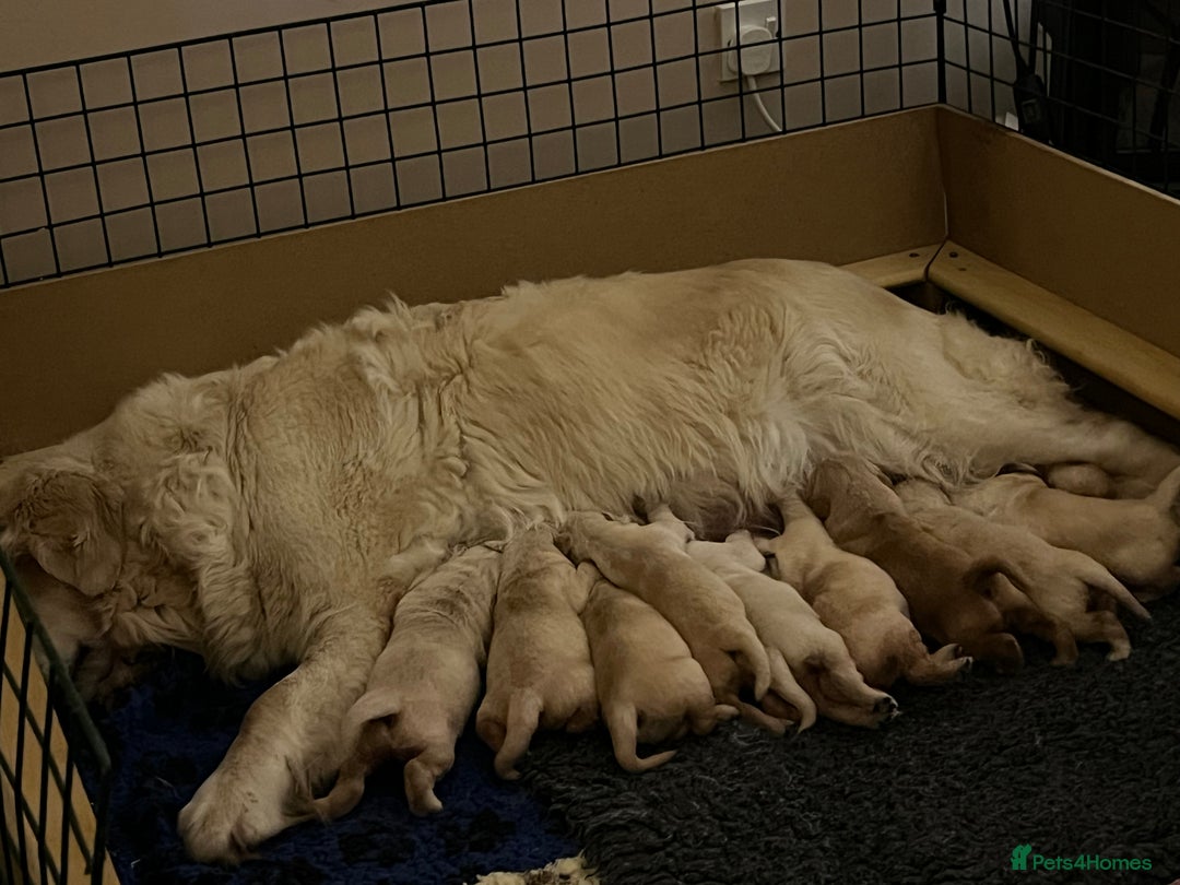 Golden Retriever dogs for sale: Golden Retriever puppies for sale- KC Devontriever - Advert 4