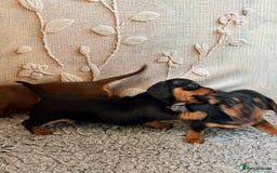Dachshund dogs for sale: Mini dachshund puppies, PRA clear, health tested - Image 8
