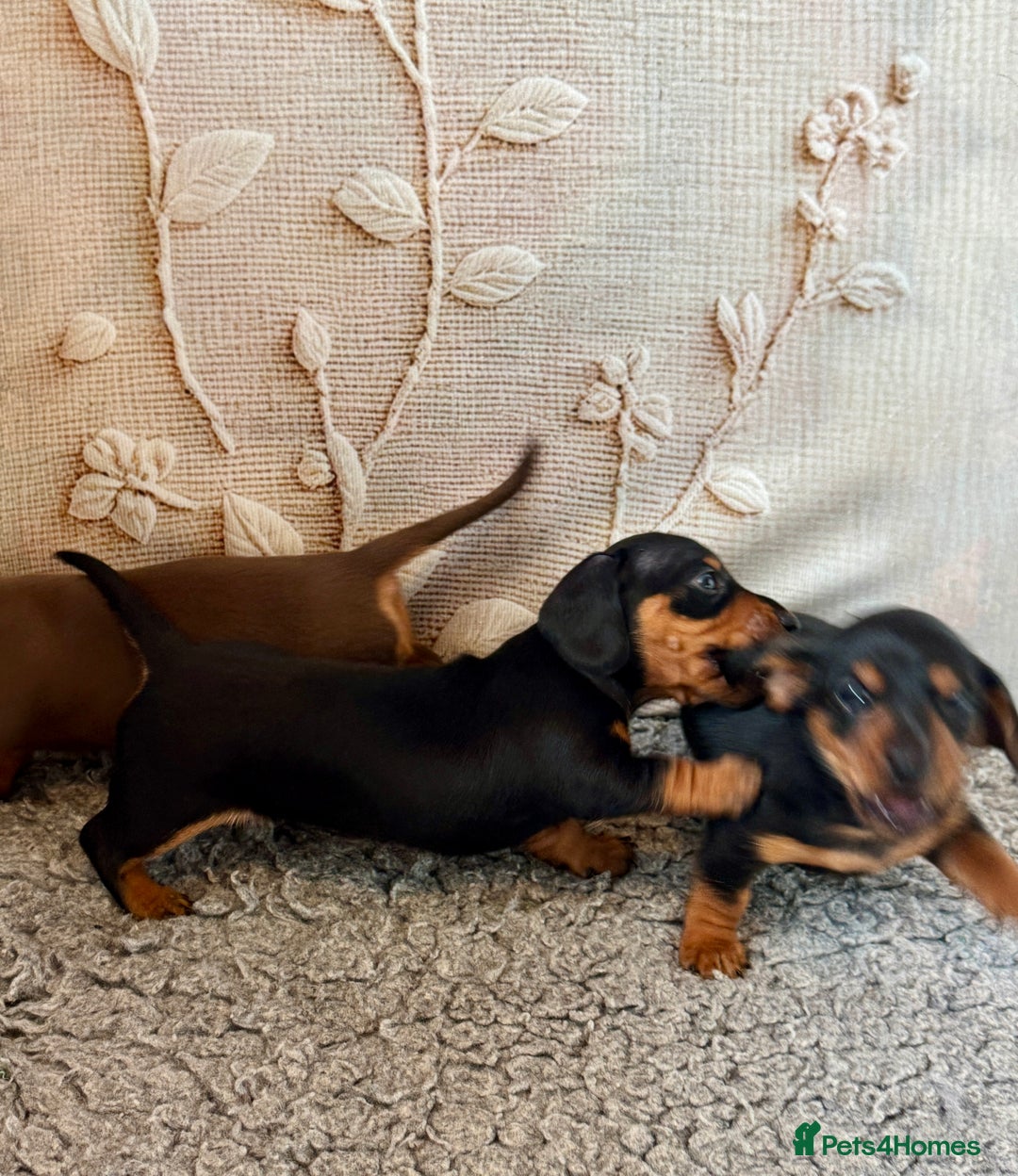 Dachshund dogs for sale: Mini dachshund puppies, PRA clear, health tested - Image 8