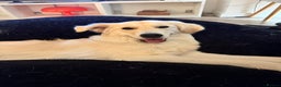 Mixed Breed dogs for sale: Golden lab/collie mix Azul - Advert 4