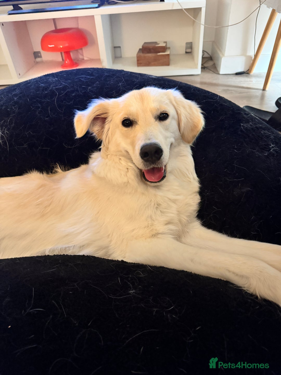 Mixed Breed dogs for sale: Golden lab/collie mix Azul - Advert 4