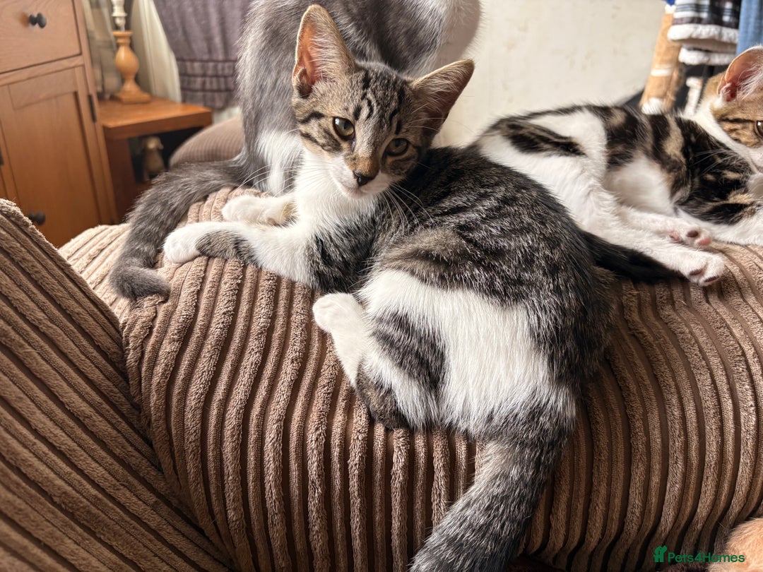 Mixed Breed cats for sale: Beautiful mixed breed kittens  - Image 19