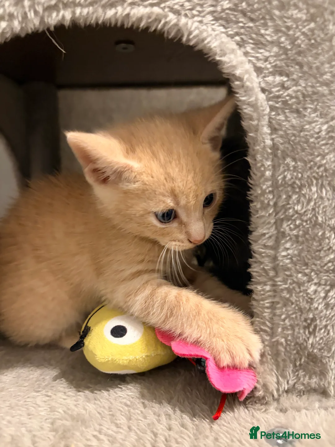 Mixed Breed cats for sale: 🐈Ginger Kitten Looking for a Loving Home! 🧡 - Advert 5