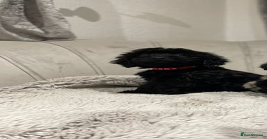 Cockapoo dogs black puppys only black available ready now - Advert 2