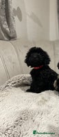 Cockapoo dogs black puppys only black available ready now - Advert 4