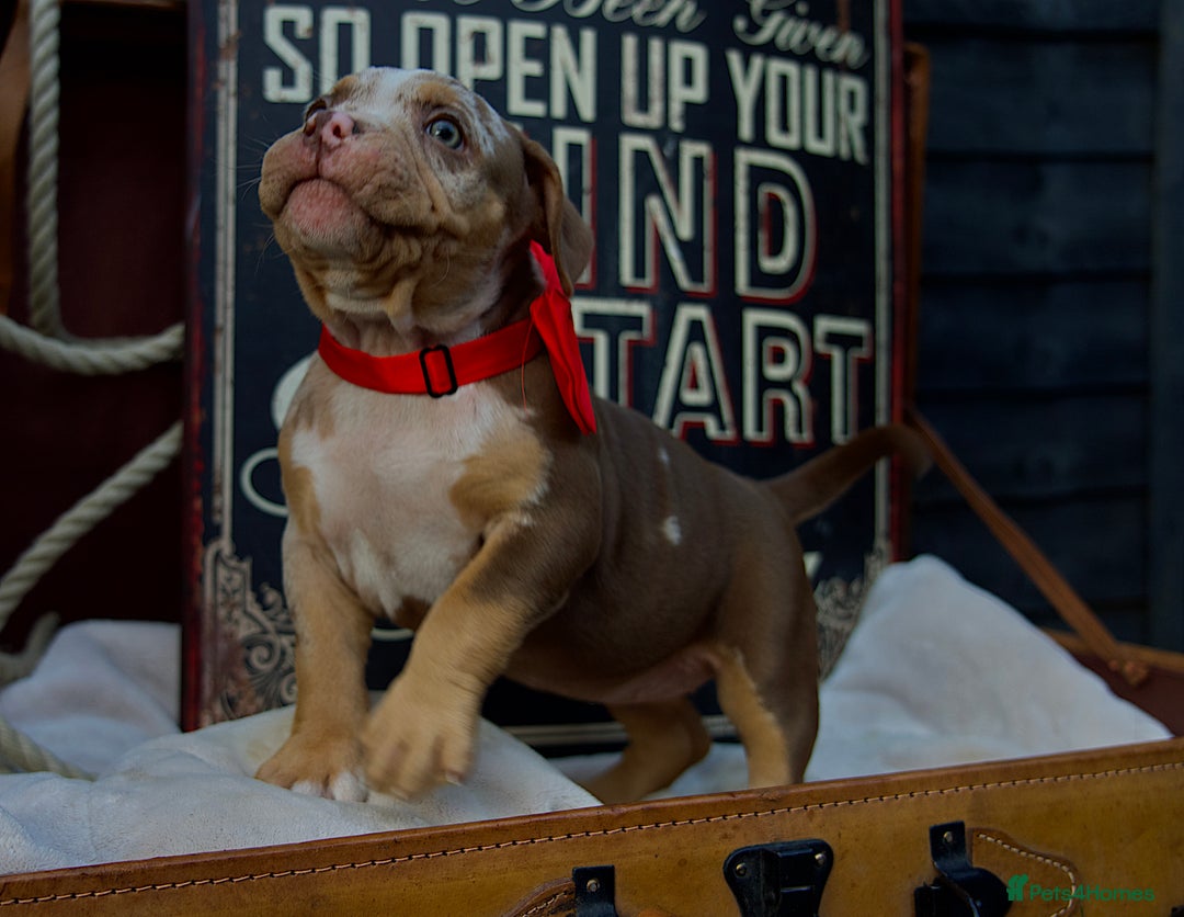 American Bully dogs for sale: Last boy left 🔥🔥🔥 - Image 8
