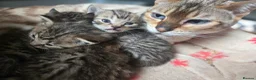 Mixed Breed cats for sale: Bengal x brittish short hair  - Advert 4