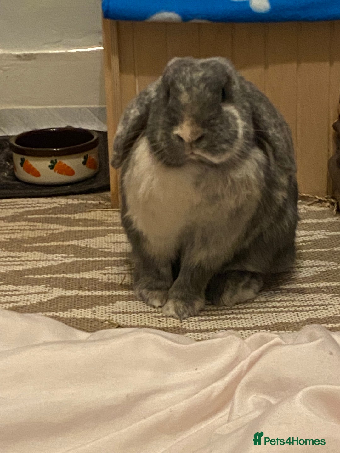 Mini Lop rabbits for sale: Sherlock neutered male (4 y/o) - Advert 5